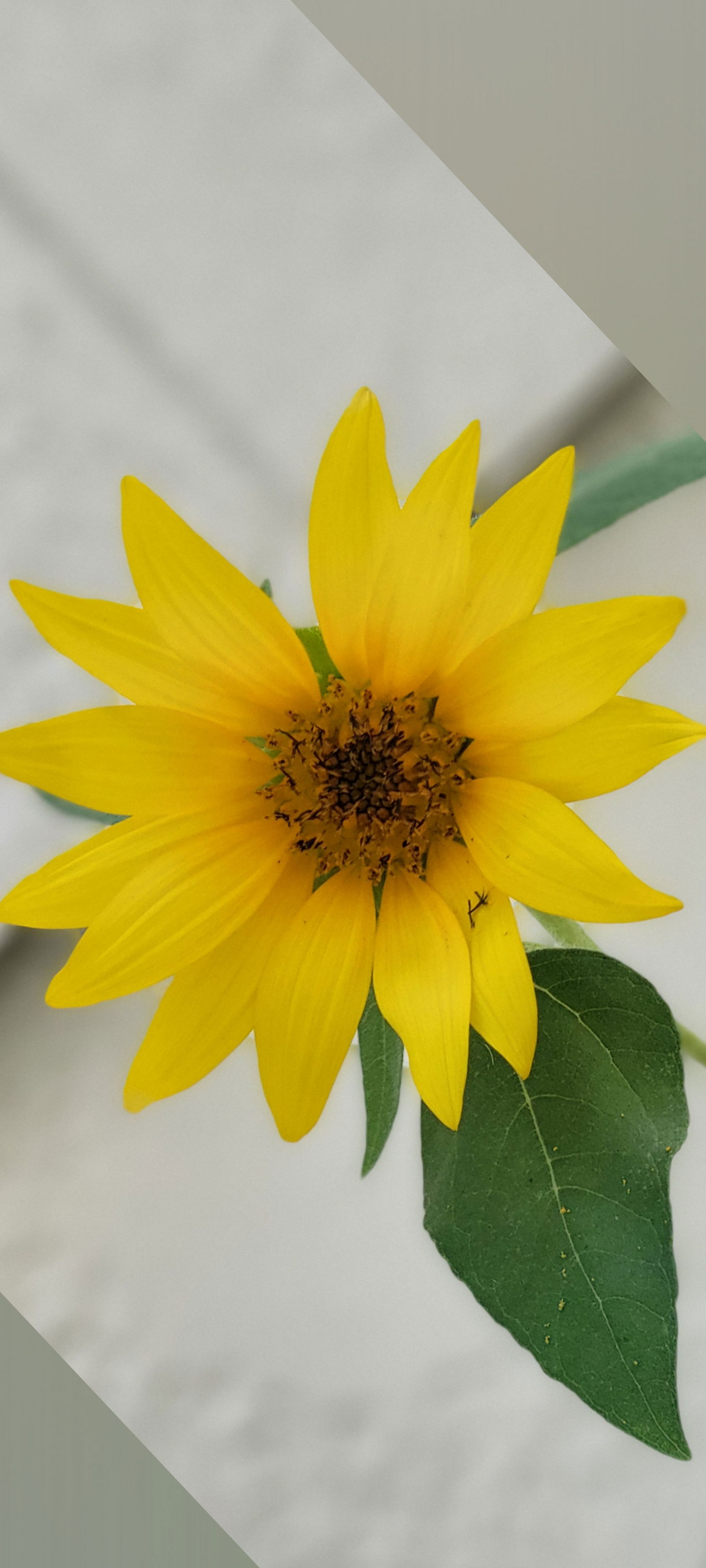 Playboy Diamond lolli photo