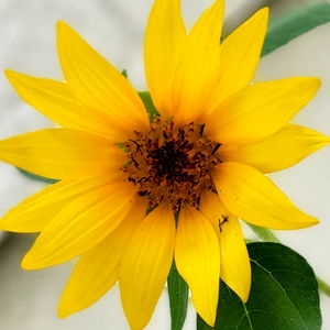 Playboy Diamond lolli photo