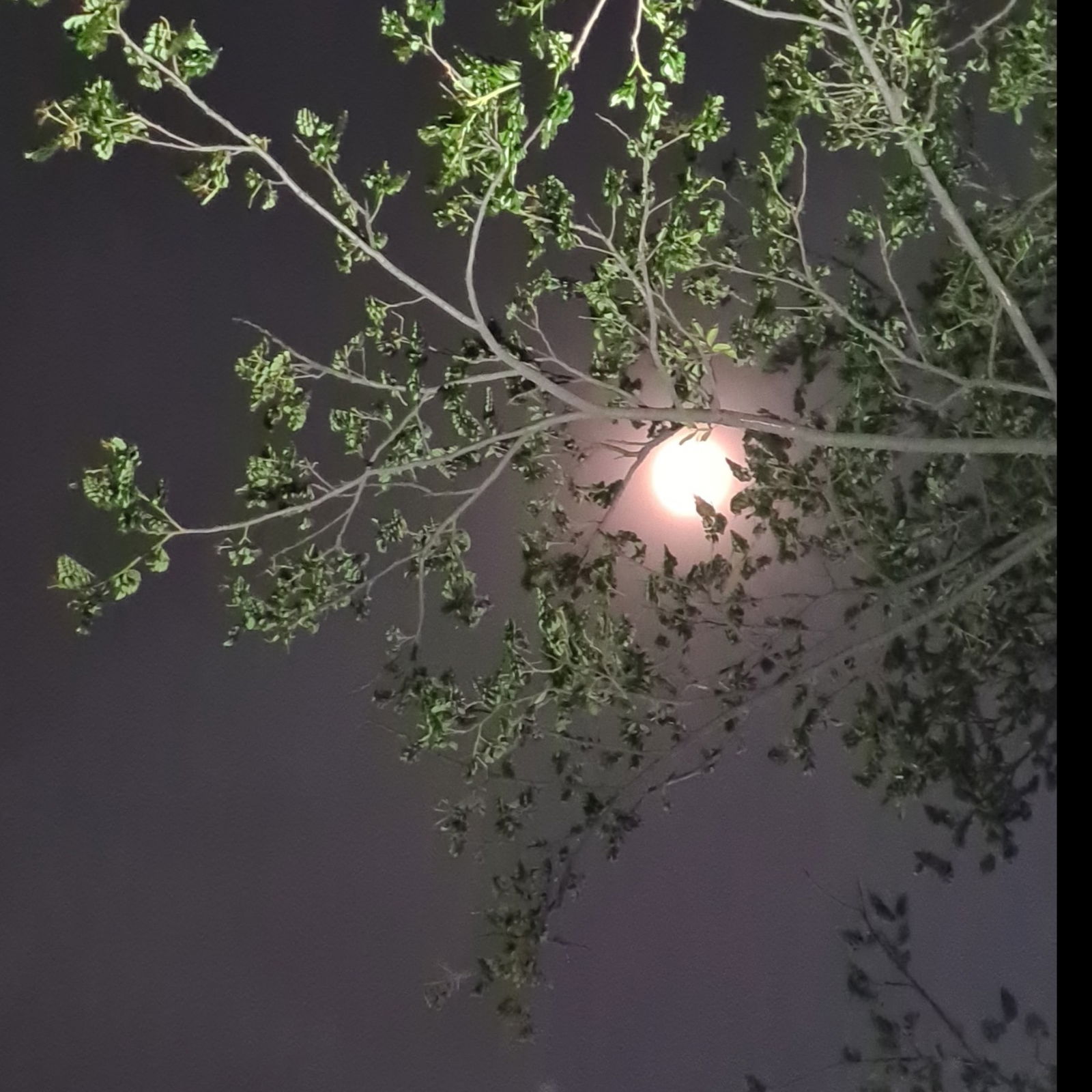 Adelia Tiarasany photo