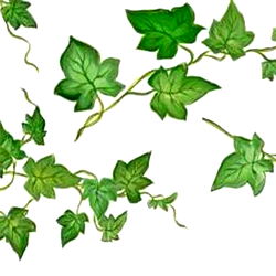 Ivy de la Courte photo