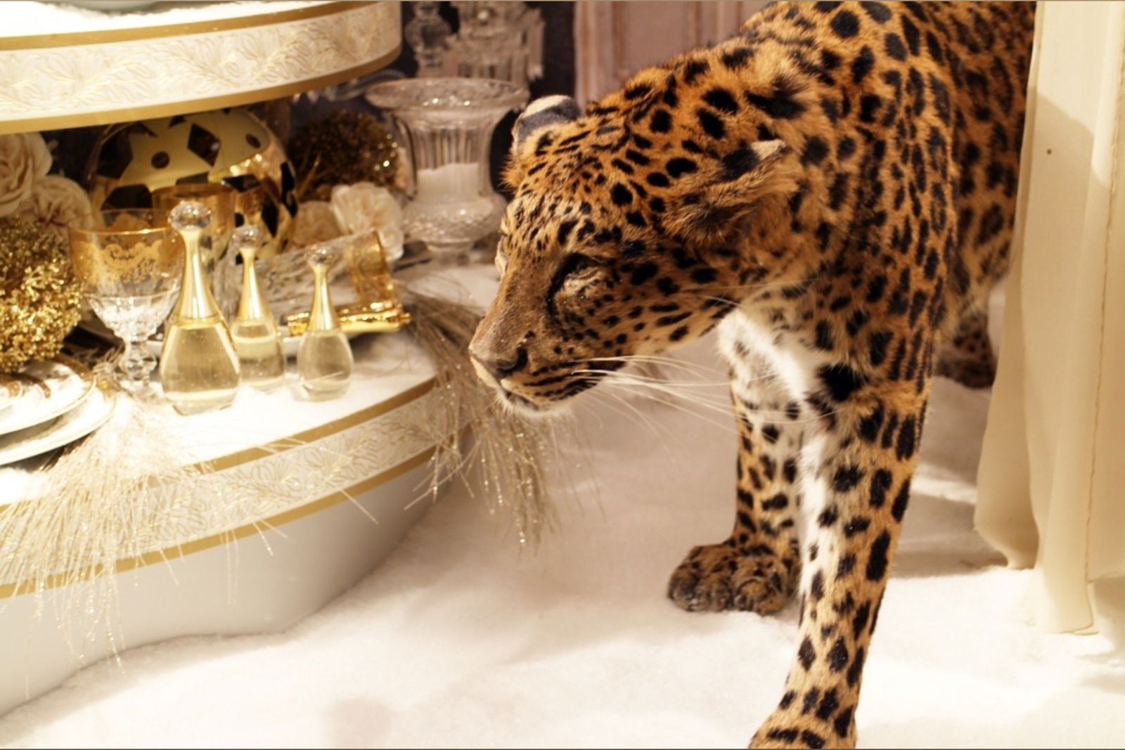 GODDESS SYN KYNKS photo