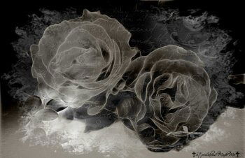 Venessa Villarreal photo