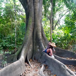 A tranquil moment in a tropical forest