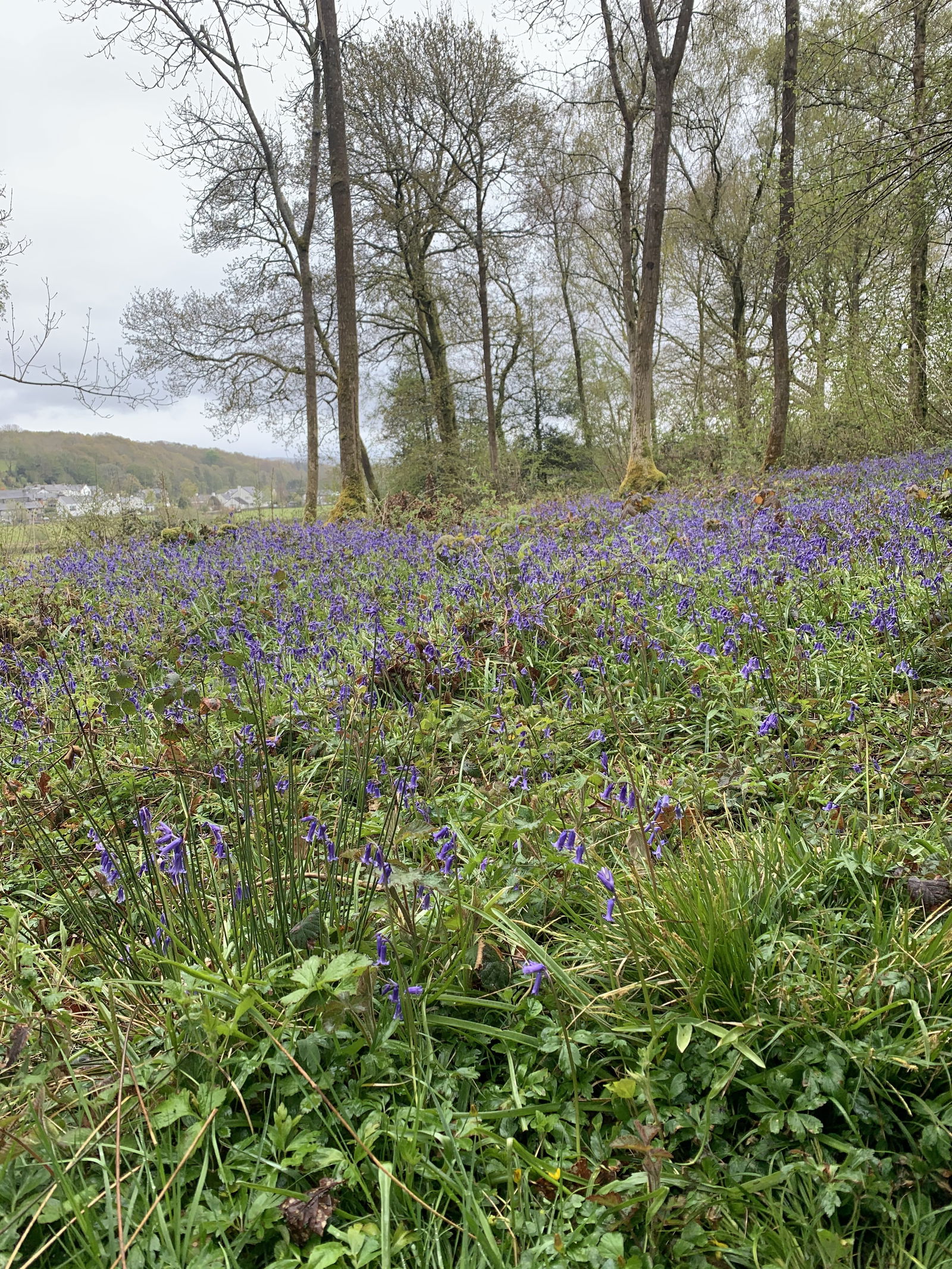 Andromeda Stark photo