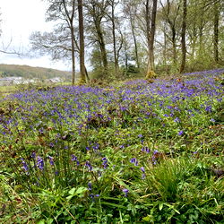 Andromeda Stark photo