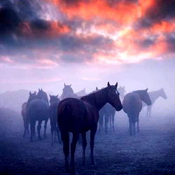 Armondo Hinojosa photo