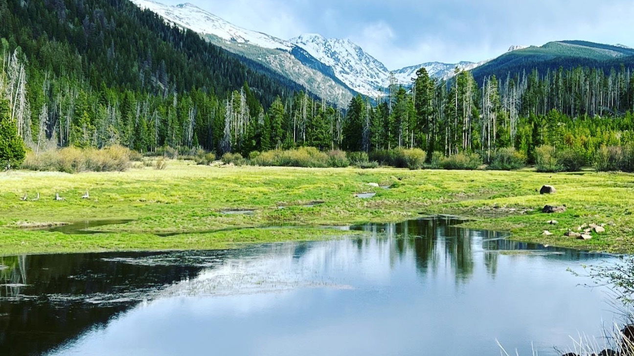 Ambrosia Parsley photo