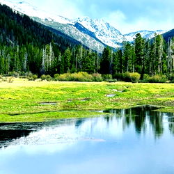 Ambrosia Parsley photo