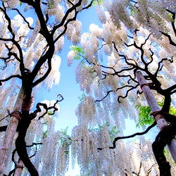 Aphrodite Vivianna Ivory photo