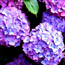 Ambrosia Faeth photo