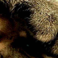 Ellie ^v^ (Customs open!) photo