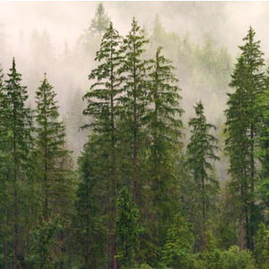 free hairy british babe ๐ photo