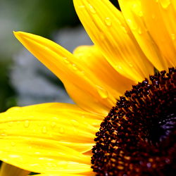 April Jane, Tennessee's Sunny Flower Power