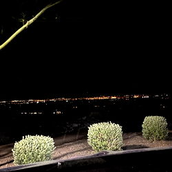 alexis williams photo