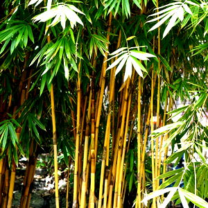 ๐ผManda Panda๐ผ photo