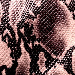 VANILLA VENOMOUS photo