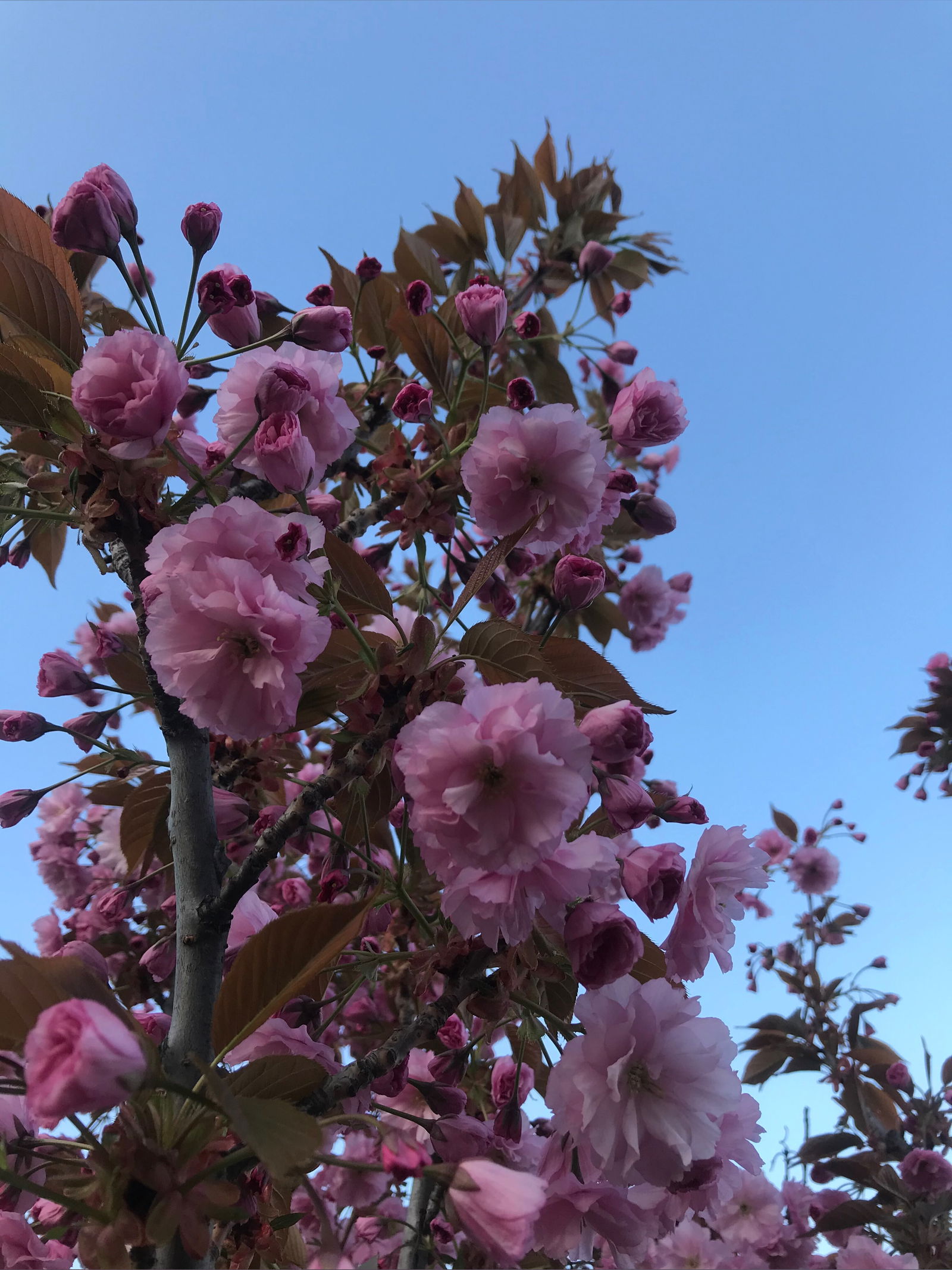 🍭Candy_bbb🍓 photo