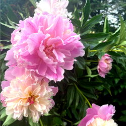 Pink and Purple Flower Blossoms