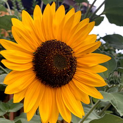 Amber Artรจ photo