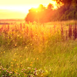 AfternoonDelite photo