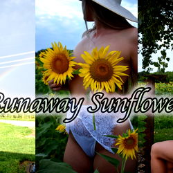 Runaway Sunflower photo