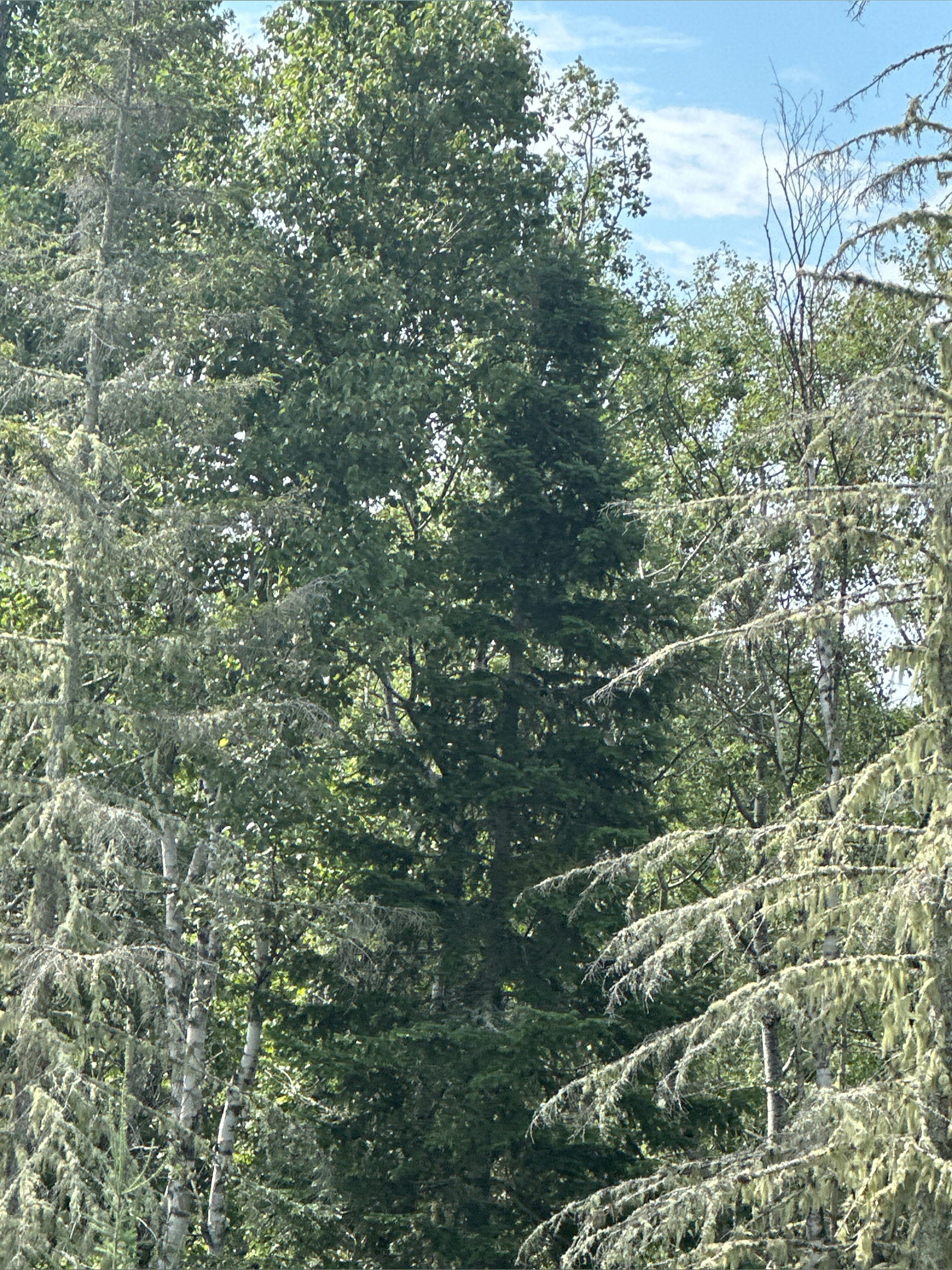 Heather Albert photo