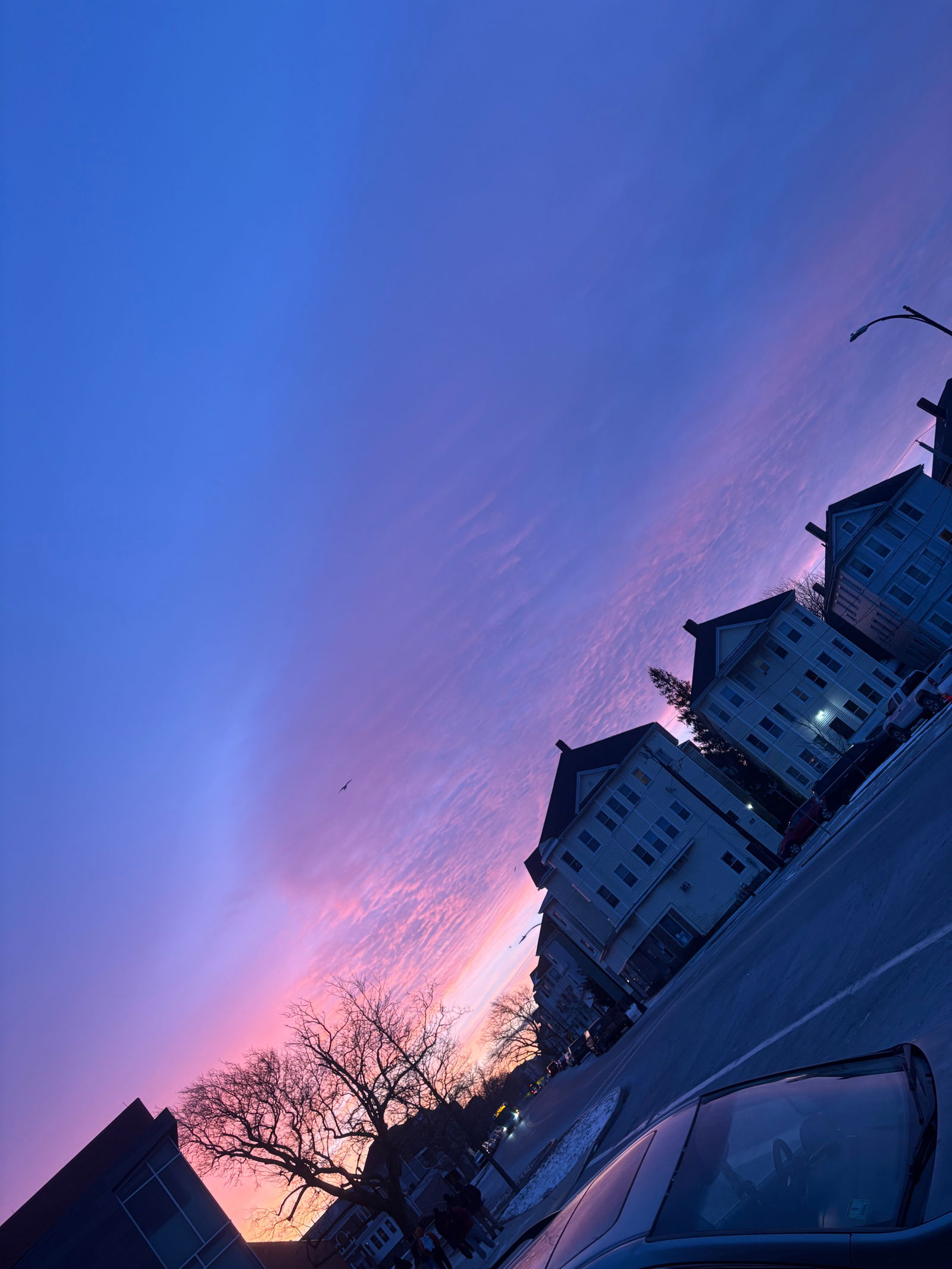 Cherry Springer 🍒 photo