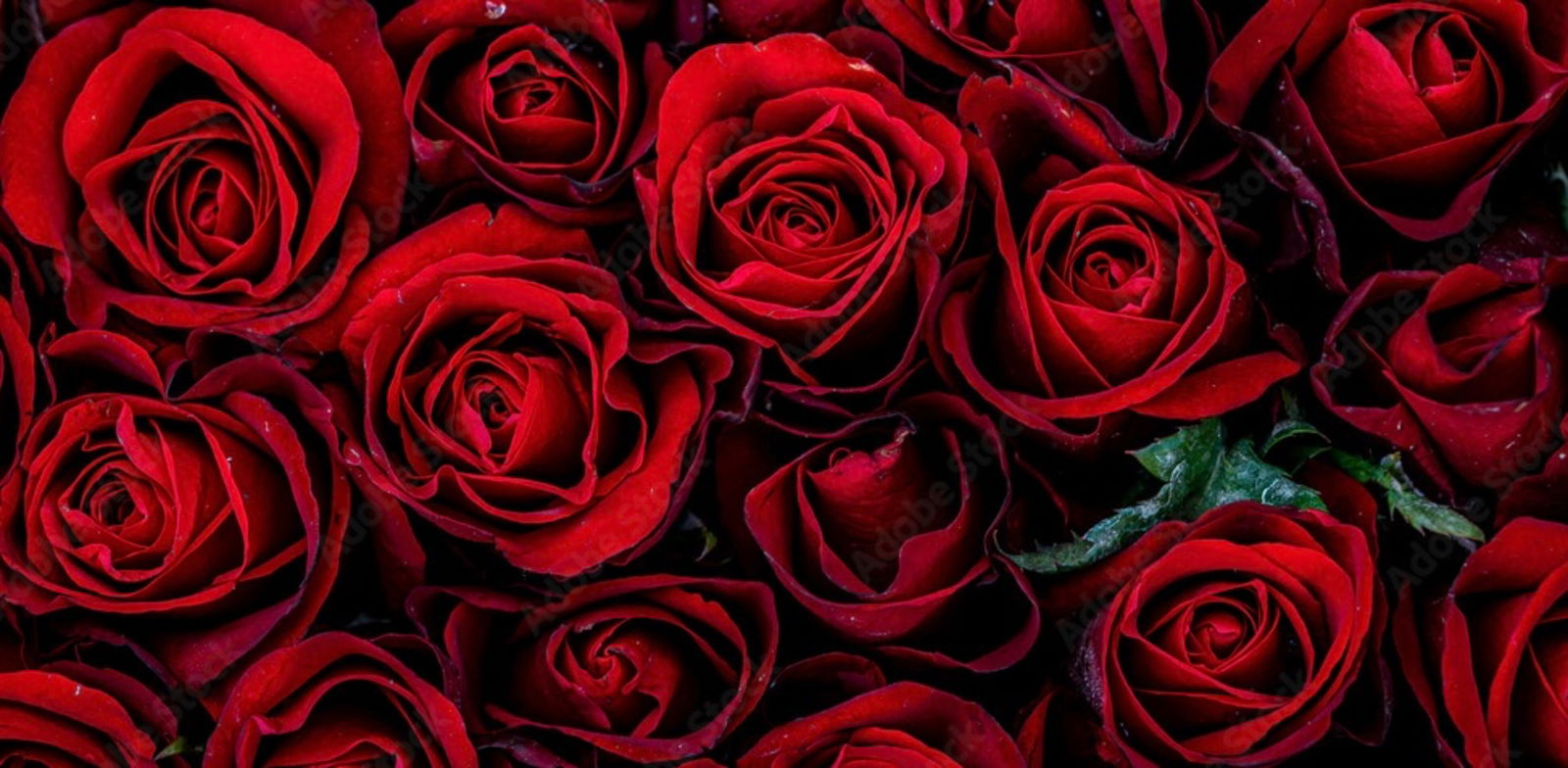 Amelia Rose 🌹 photo