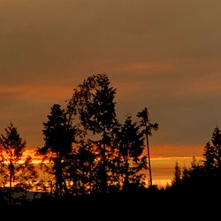 Picturesque Sunset Scene with Pine Trees,