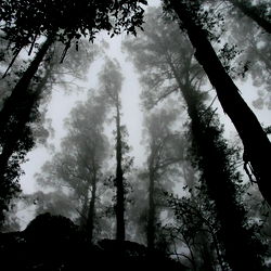 Ashley Diamond photo