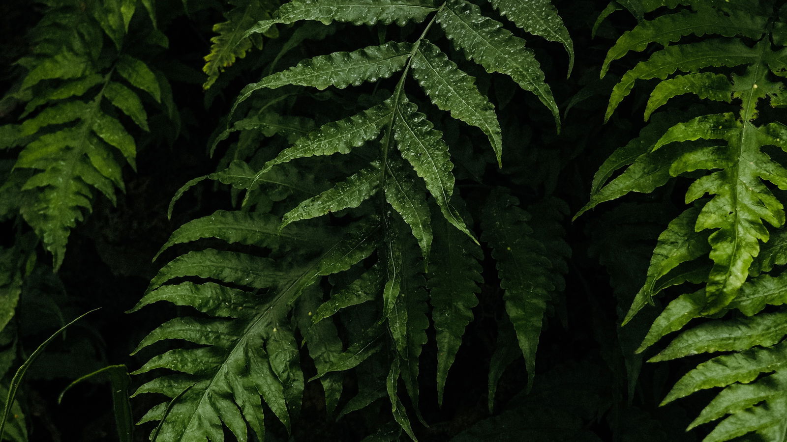 Marina Dove🕊 photo