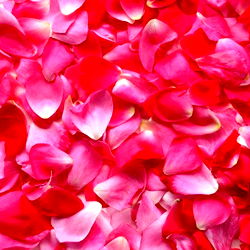 amber with tha bangz photo