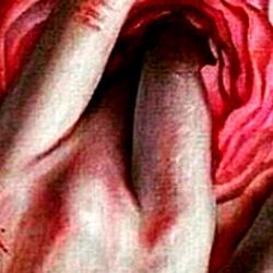 Scarlet Begonias photo