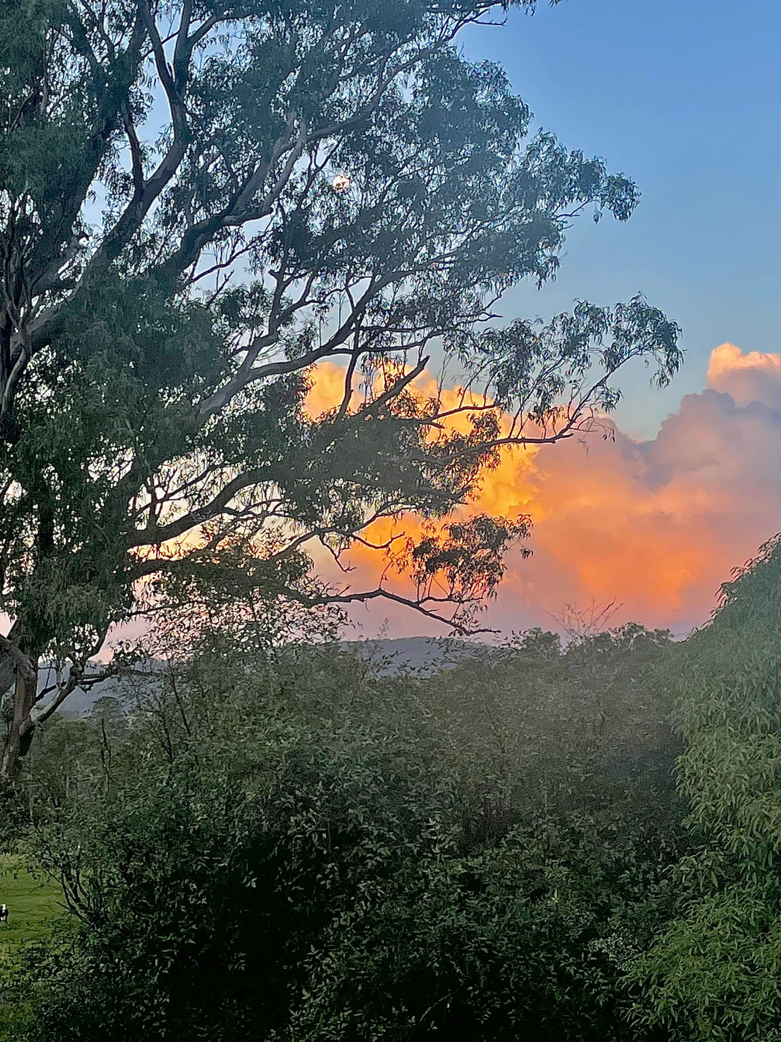 *✧ 𝐛𝐞𝐥𝐥𝐞 ✧* photo