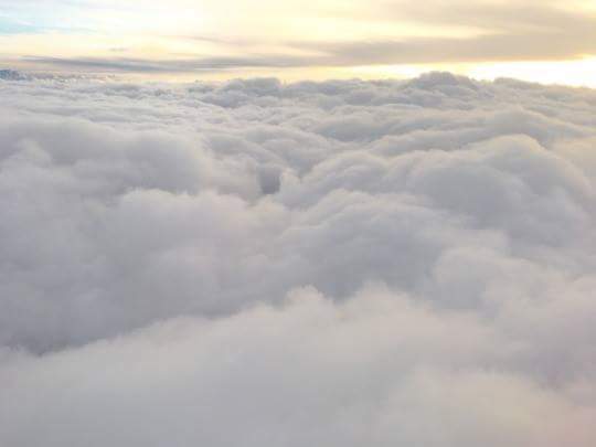 frannie the foxie photo