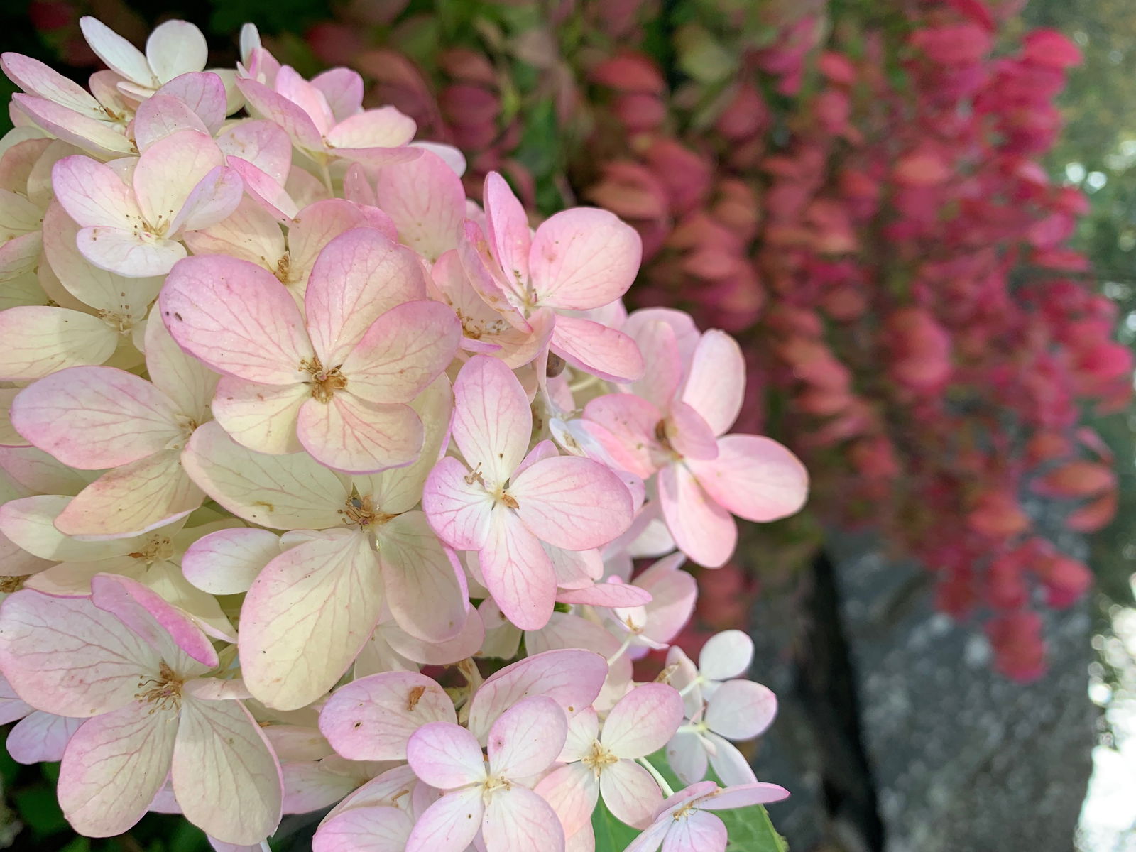 amandadevilles photo