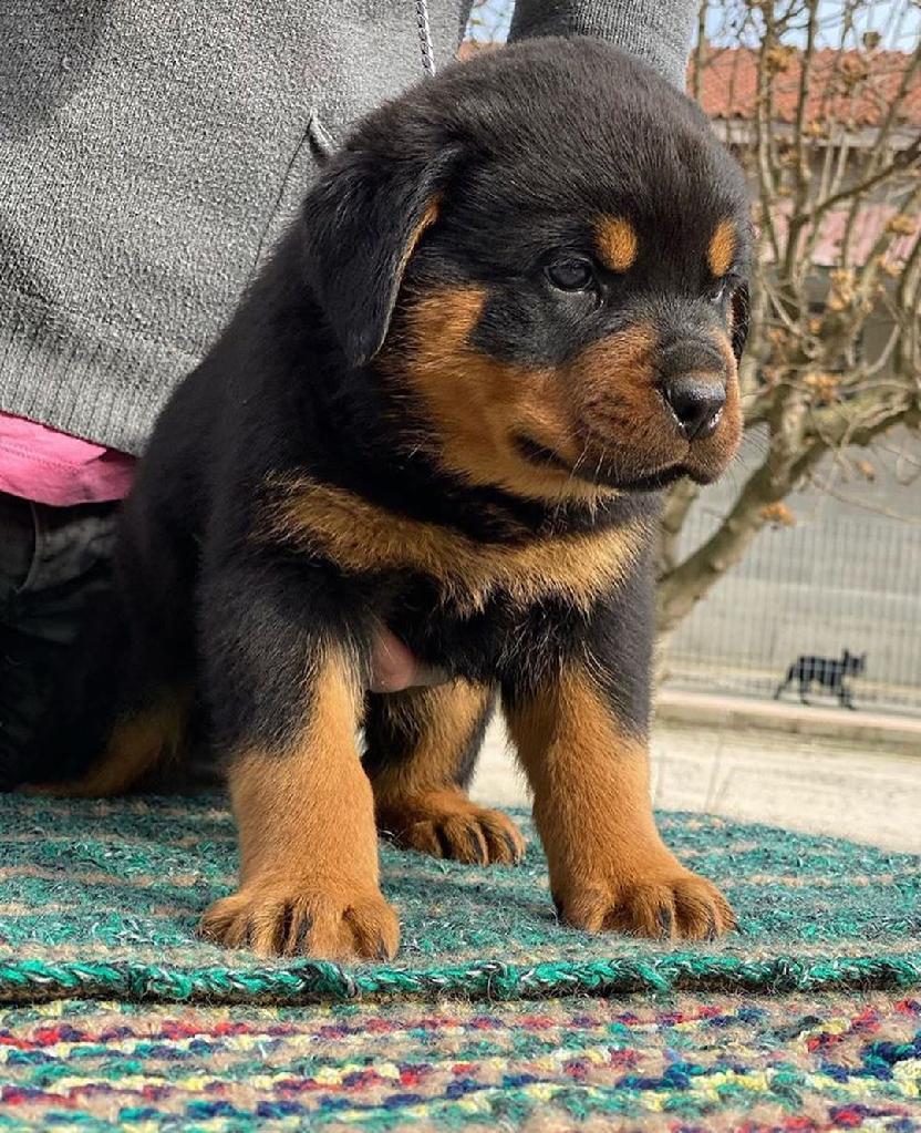 Marzeanis Coleman photo