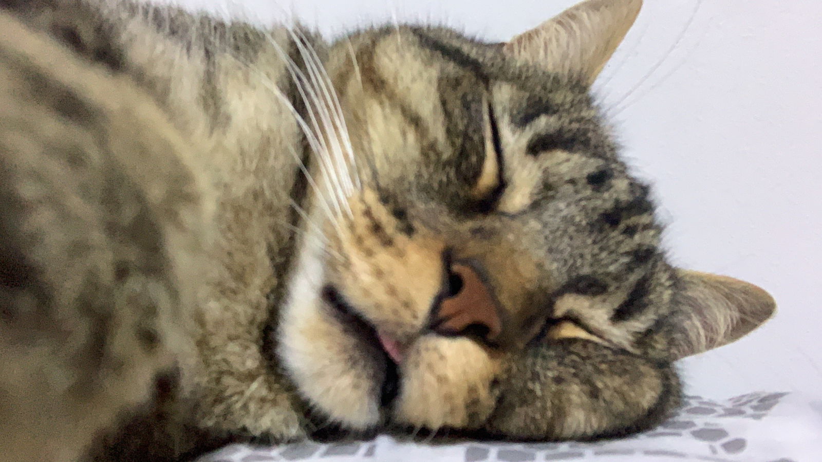 Axel_Valentino photo