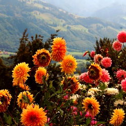 bunny 𓆩♡𓆪 bug photo