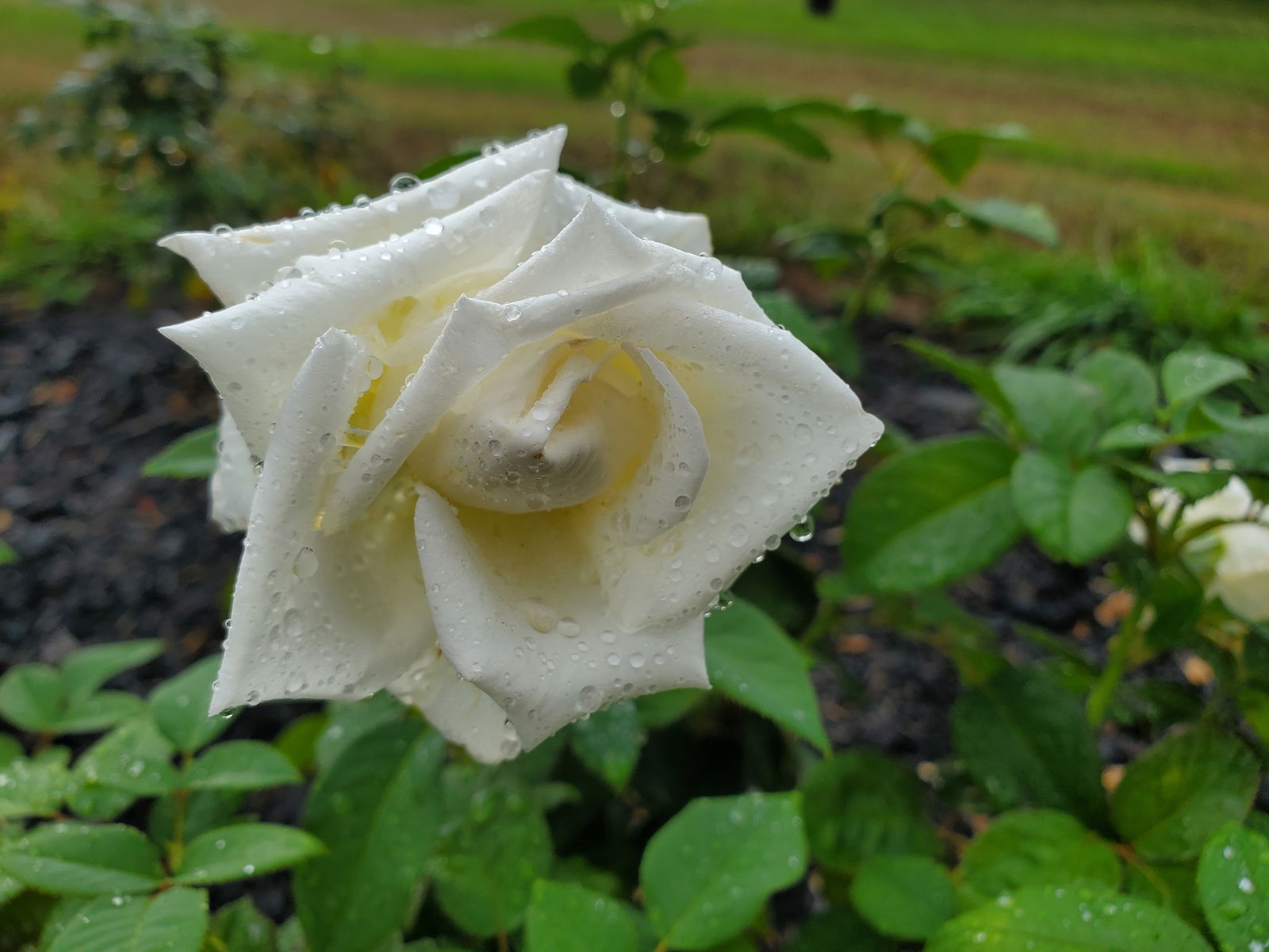 Queen of Pears photo