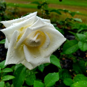 Queen of Pears photo