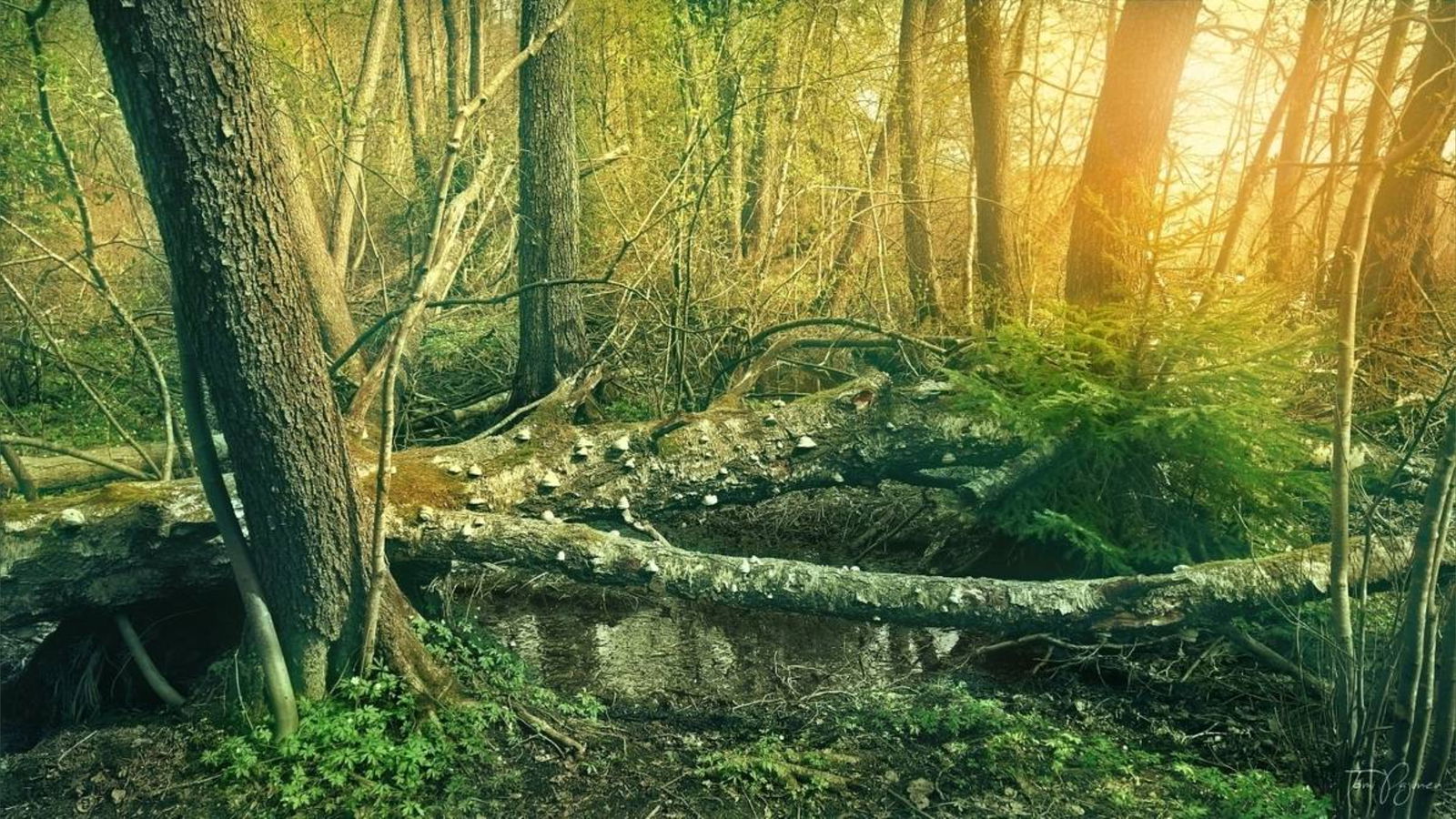 Billy Beefsteak photo