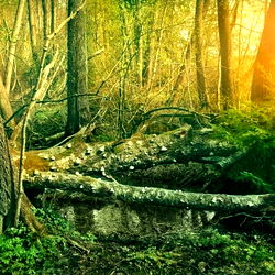 Billy Beefsteak photo