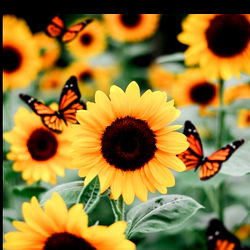 🆂🅰🆂🆂🆈🌻🆇🌻 photo