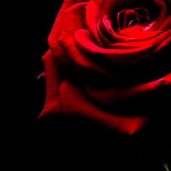 Rose of Love: A Poetic Portrait
