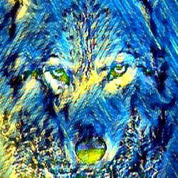 Aftermath, the Wolf's Expression of Yearning and Power