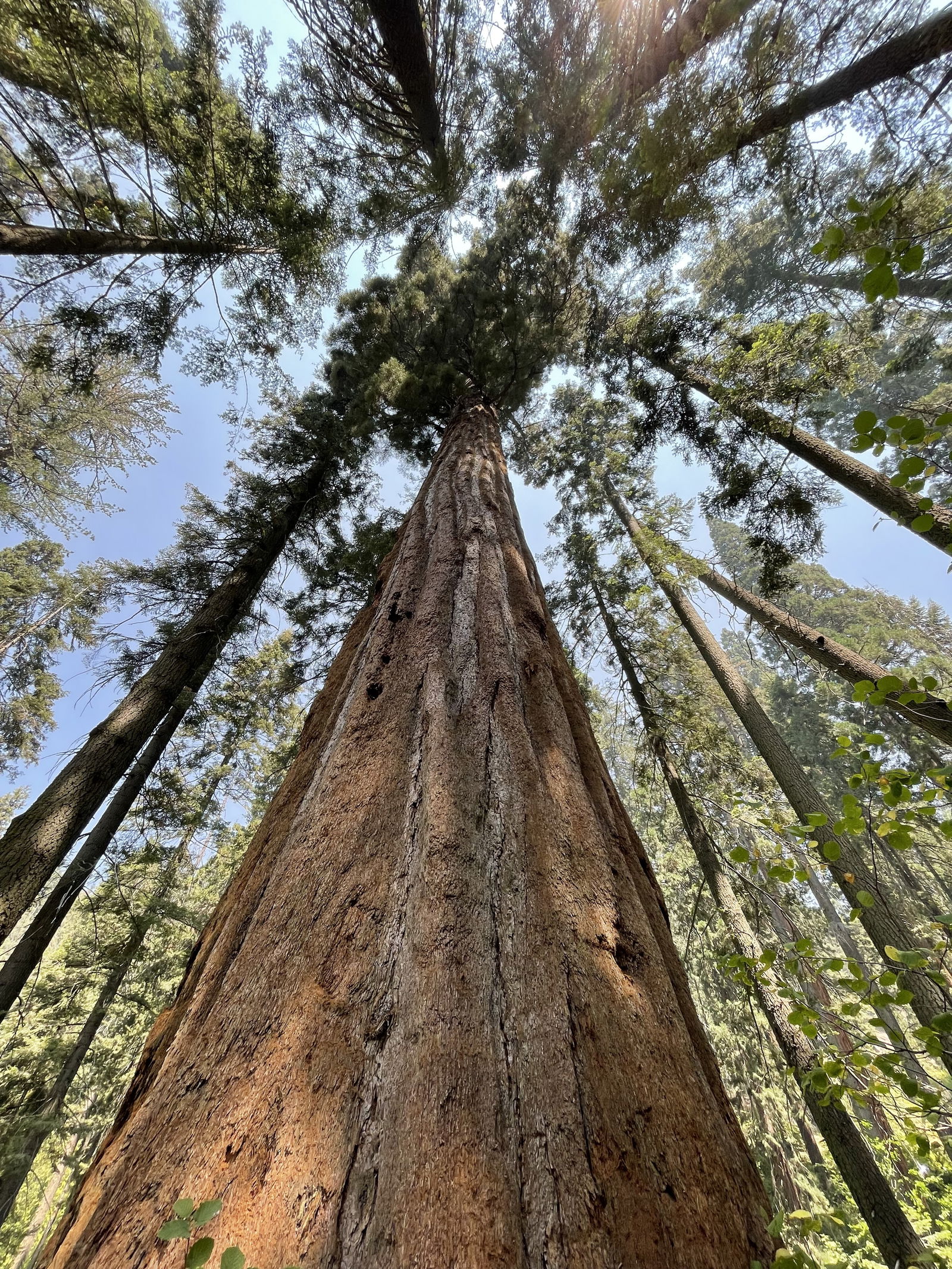 🍄Annie Anderson🌺 photo
