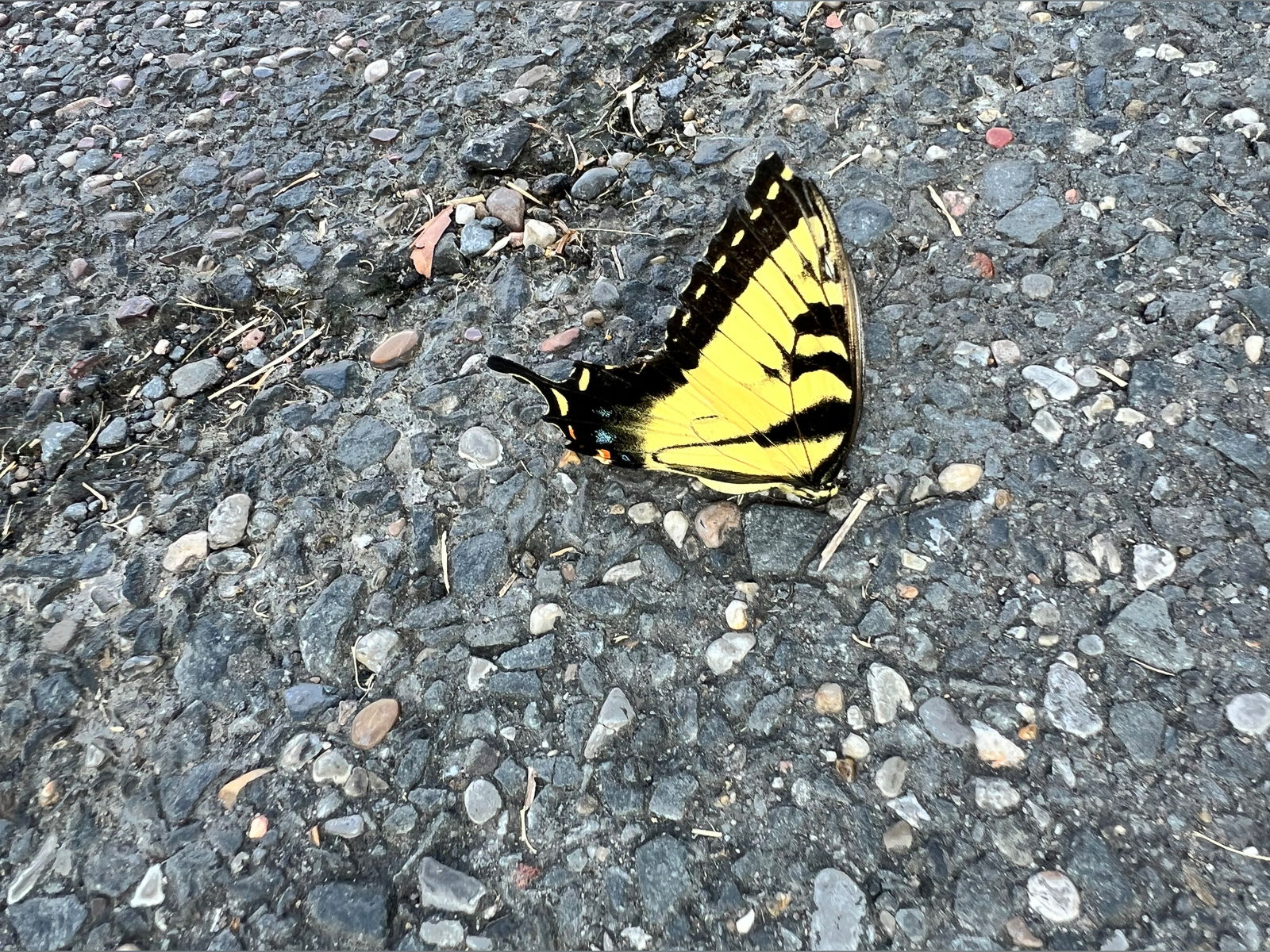 🅆🄾🄾🄳🅈 🄱🄴🄰🅁 photo