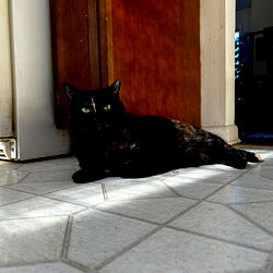 Kitty โจ๐ฆ photo