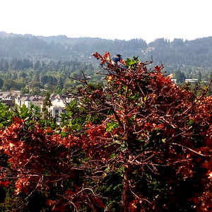 Emily Thrasher photo